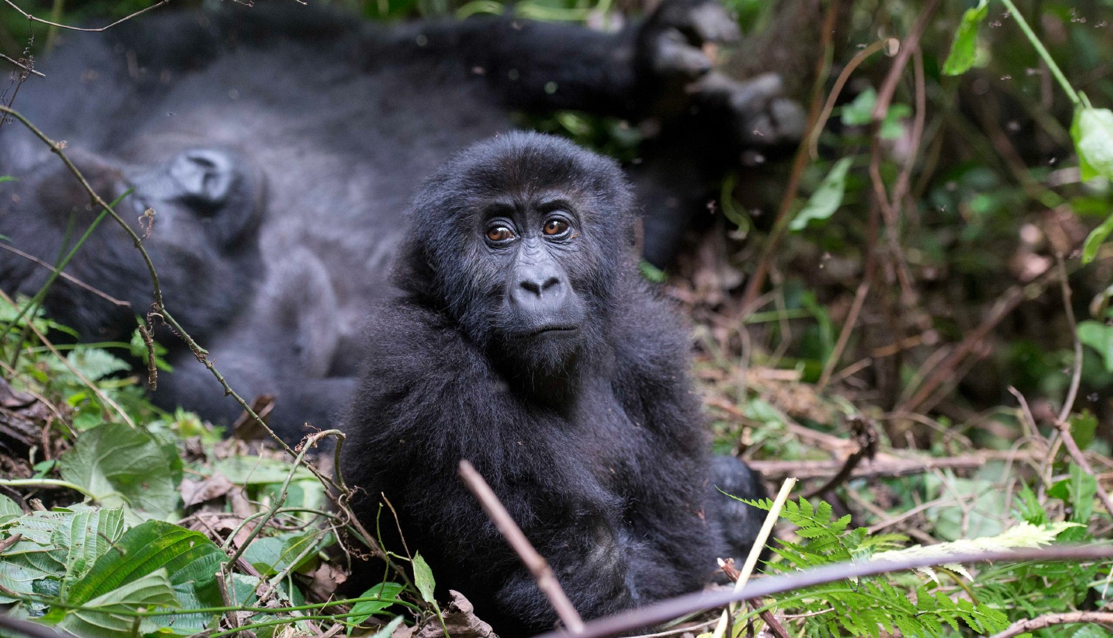 Mwira, Son of Chimanuka and Mwinja 