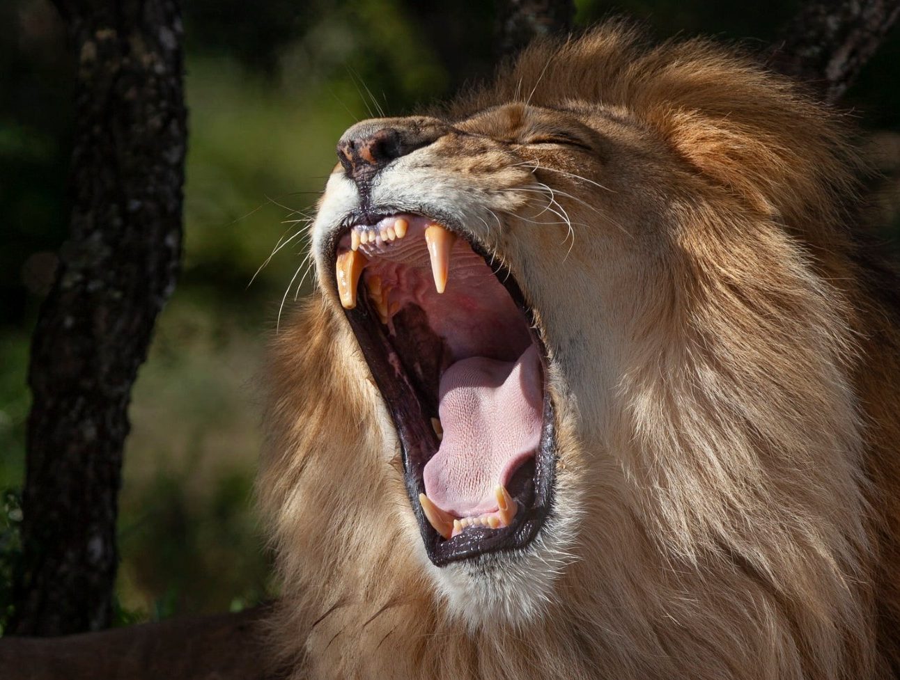 A roaring lion