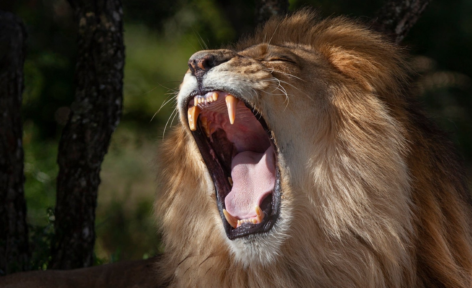 A photo of a male lion roaring