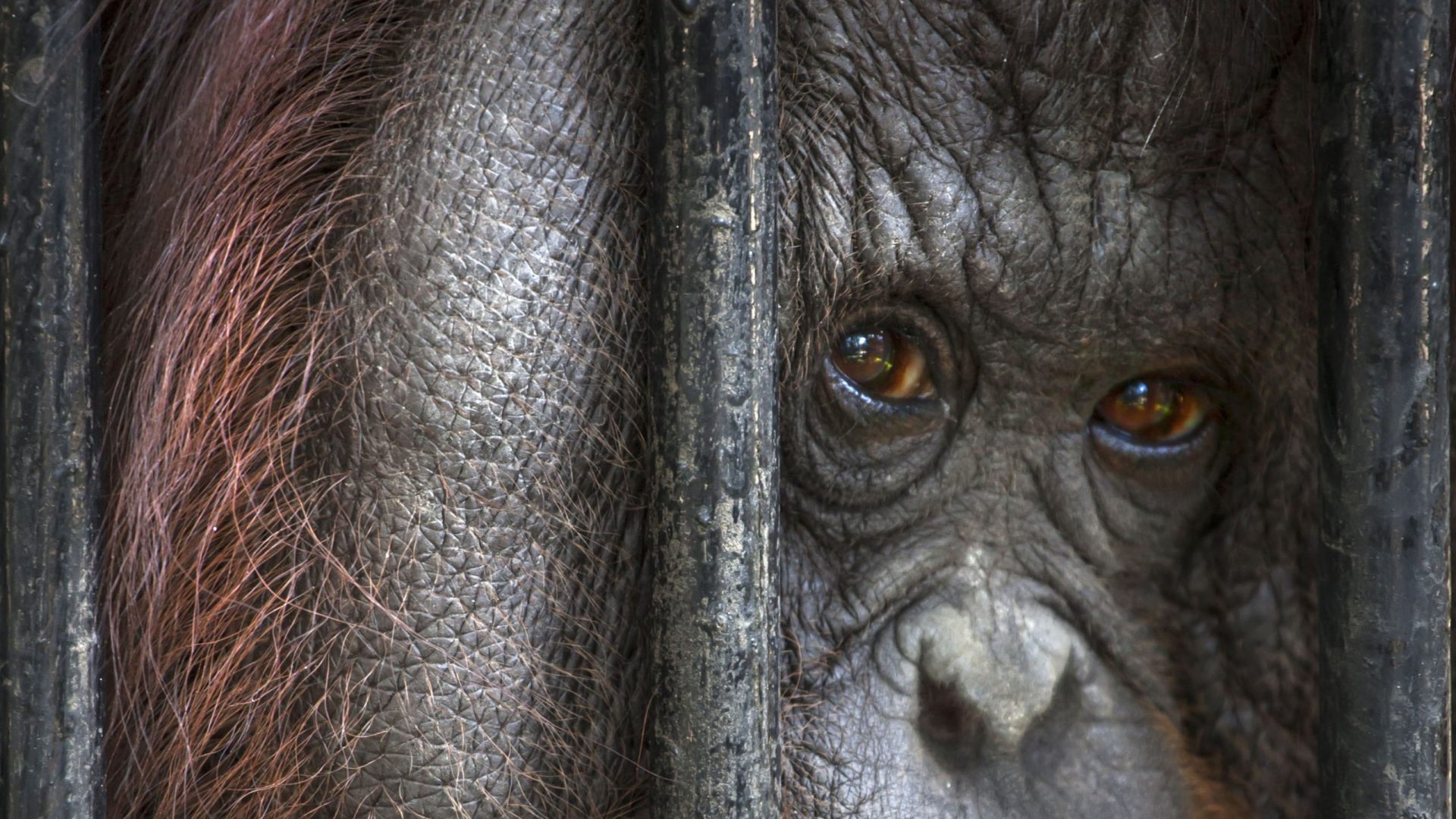 Close up of an orangutan looking through bars