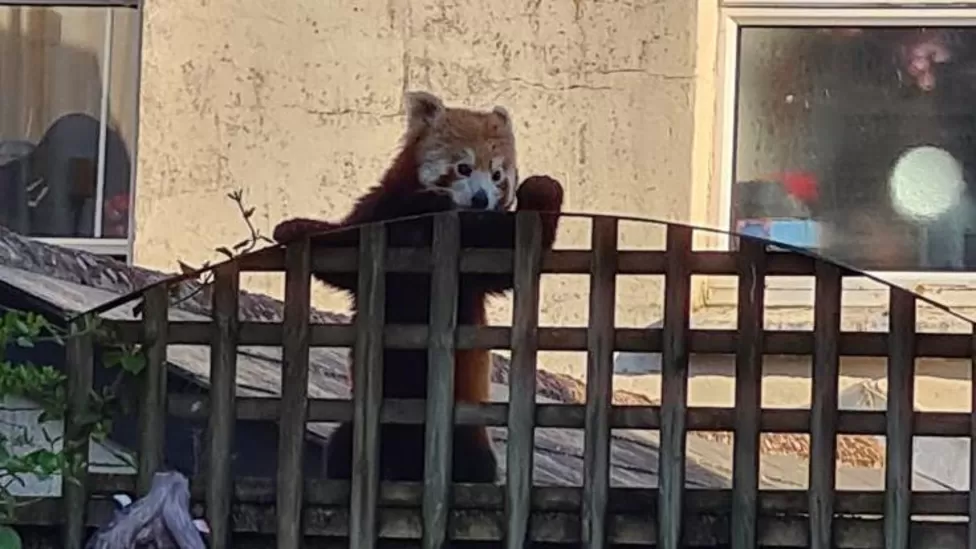 A red panda climbing a terraced fence after escaping from Newquay Zoo