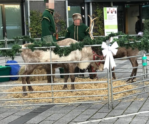 A photo showing two people wearing uniforms of green jackets and furry hats, standing in a suburban setting, with a fenced area and two large reindeer standing on the concrete.