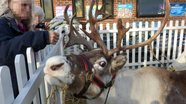 A woman leaning into a pen to take a photo of a reindeer at a festive event.