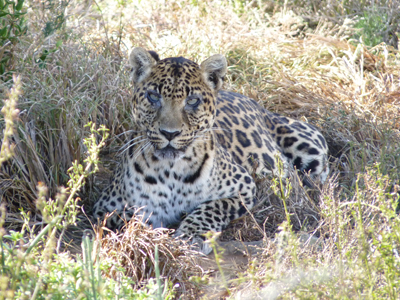 Rhea the Leopard