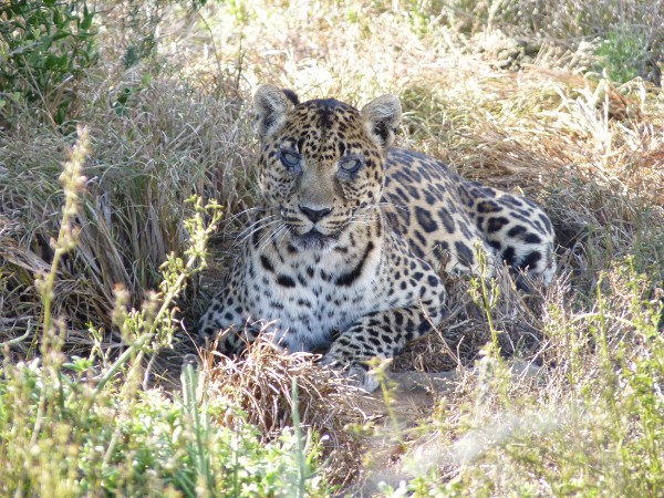 A beautiful leopard lying in the shady long grass