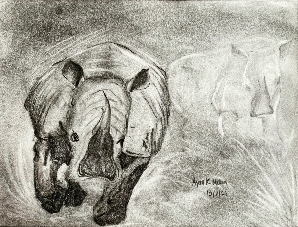 A charcoal black and white drawing of a charging rhino