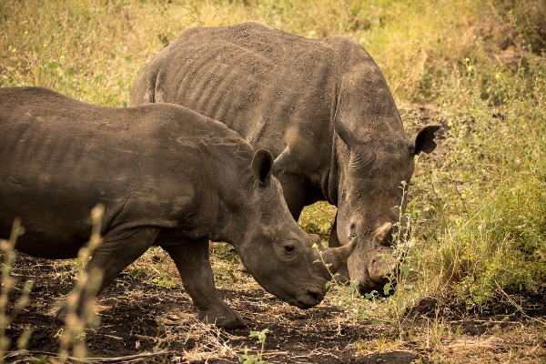 Two rhinos grazing in the sunshine