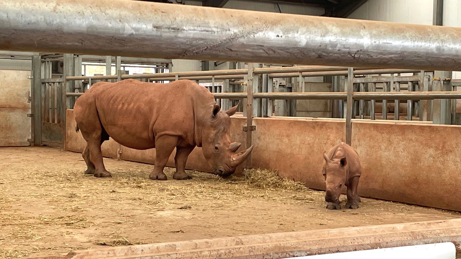 A photo of two rhinos at South Lakes Safari Zoo