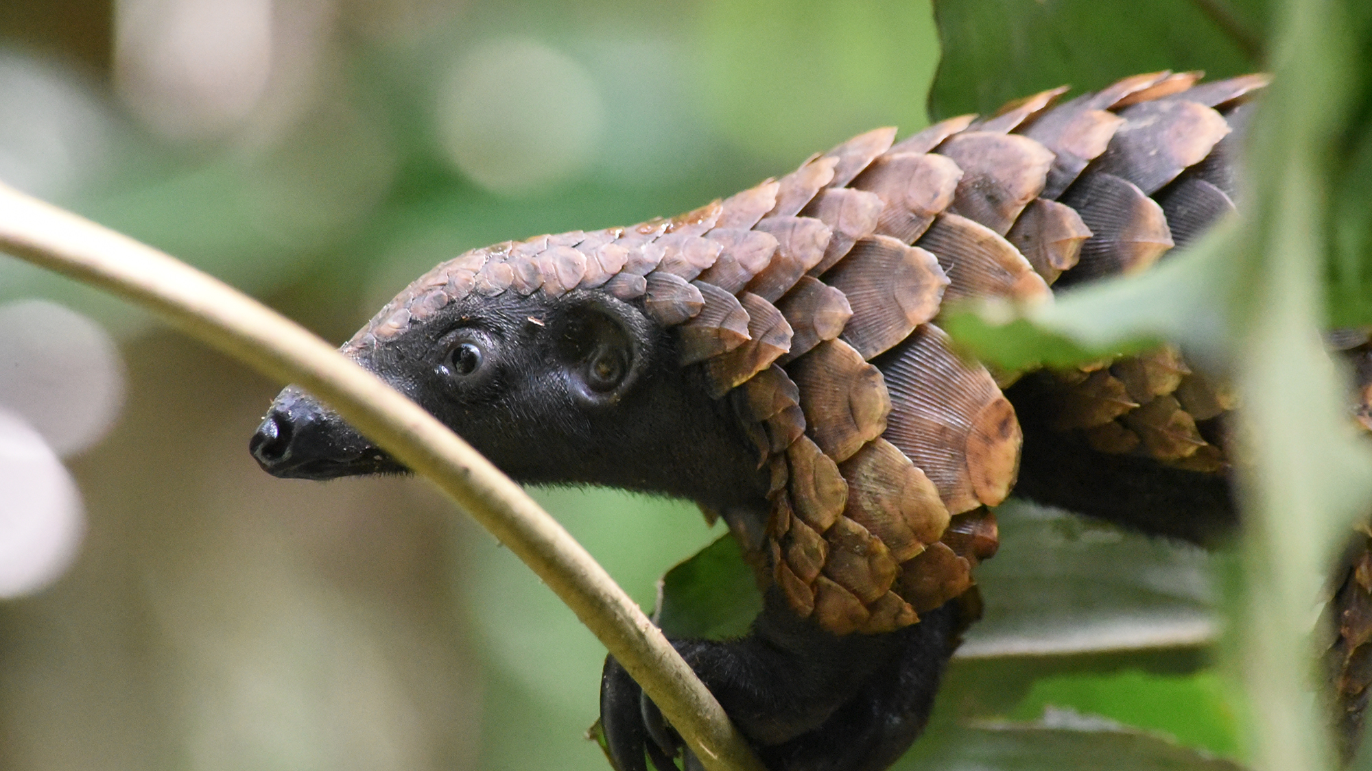 A pangolin close up showing its head and front of its body