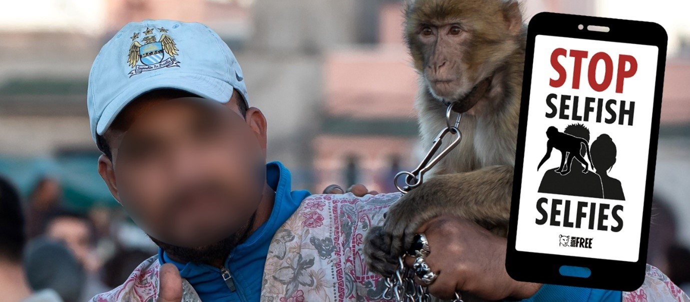 A man with blurred out face poses with a chained monkey, a graphic shows a mobile phone with the writing 'Stop Selfish Selfies'
