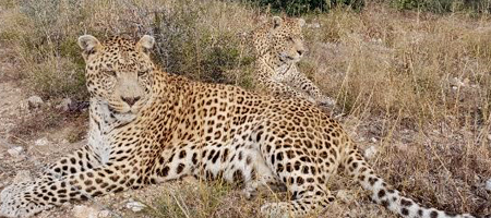 Sami and Alam the leopards lying on the floor