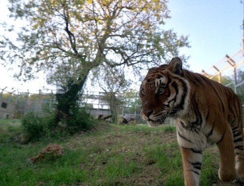 A large adult tiger shown in a spacious sanctuary, with blue sky and green grass under foot.