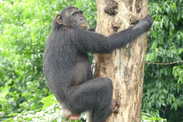 A chimpanzee clinging to the trunk of a tree as she climbs it