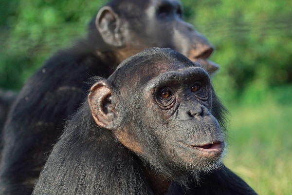 A photo of a chimpanzee sitting with a friend in the sunshine