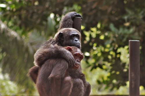 A photo of two chimps in the forest - one has its arm around the other 