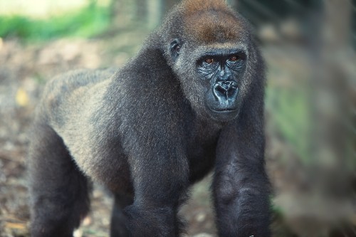 A photo of a large adult gorilla on all fours in the jungle