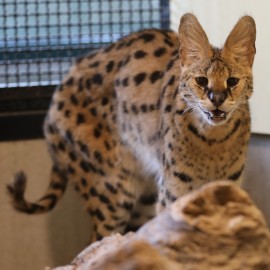 A serval in a cage