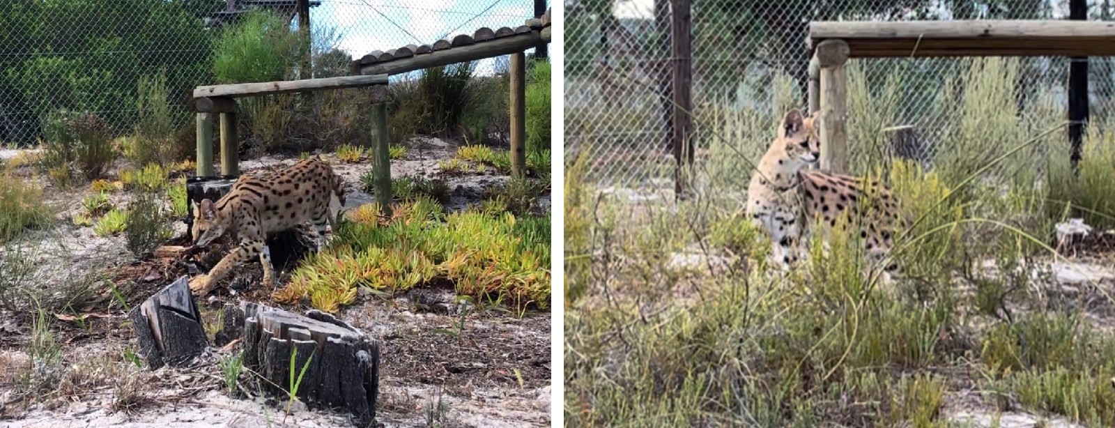 Two photos of individual serval cats exploring their new home in Africa.