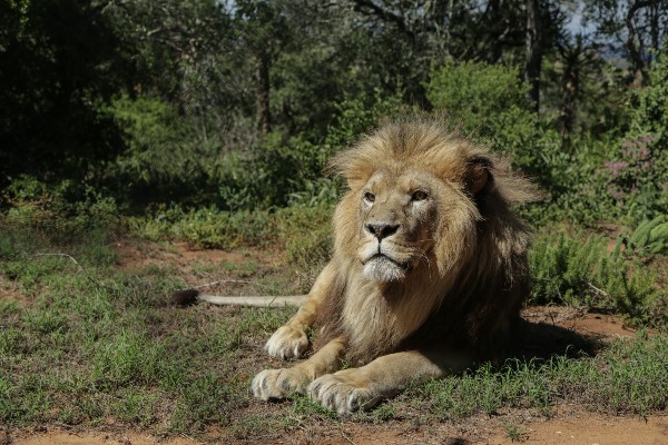A large male lion lying in the sunshine surrounded by green plants and shrubs