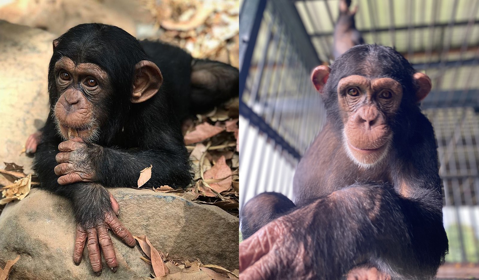 Two photos of Simao side by side: Left shows him a year ago, right shows him happy and settled at the sanctuary