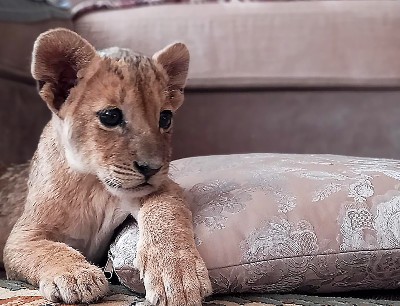 A lion cub on a sofa.