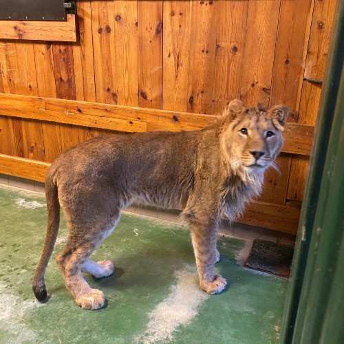 A young lion, standing in a room at a rescue centre, looking healthy and alert