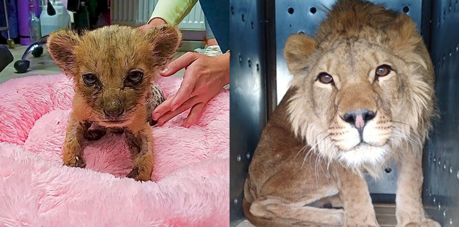 Two photos of Simba. On the left as a tiny cub on a pink blanket, looking very sick. On the right as an adolescent lion looking healthy in a travel crate.