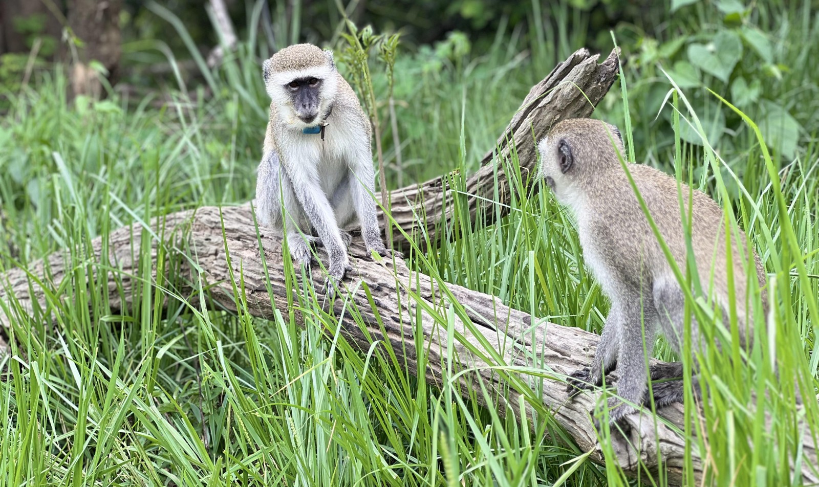 Two small monkeys playing together in the long green grass.