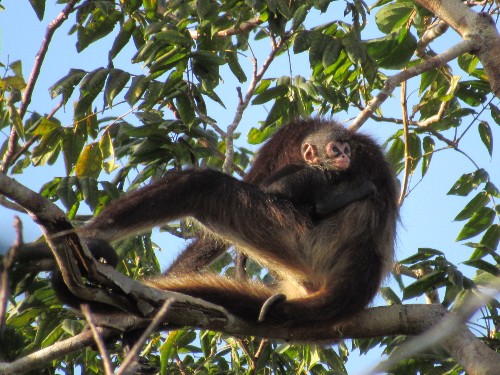 A photo of a spider monkey and baby, high up in the treetops