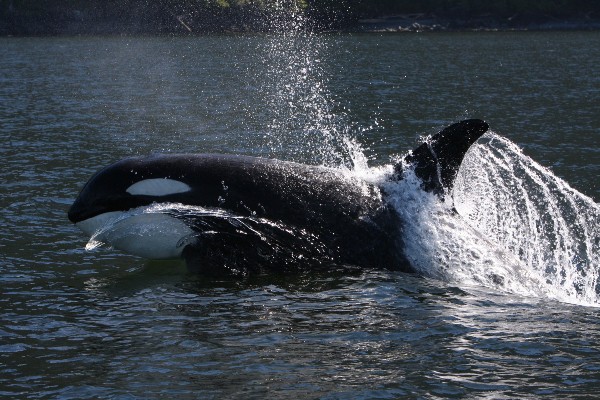 A photo of an orca whale leaping out of the sea