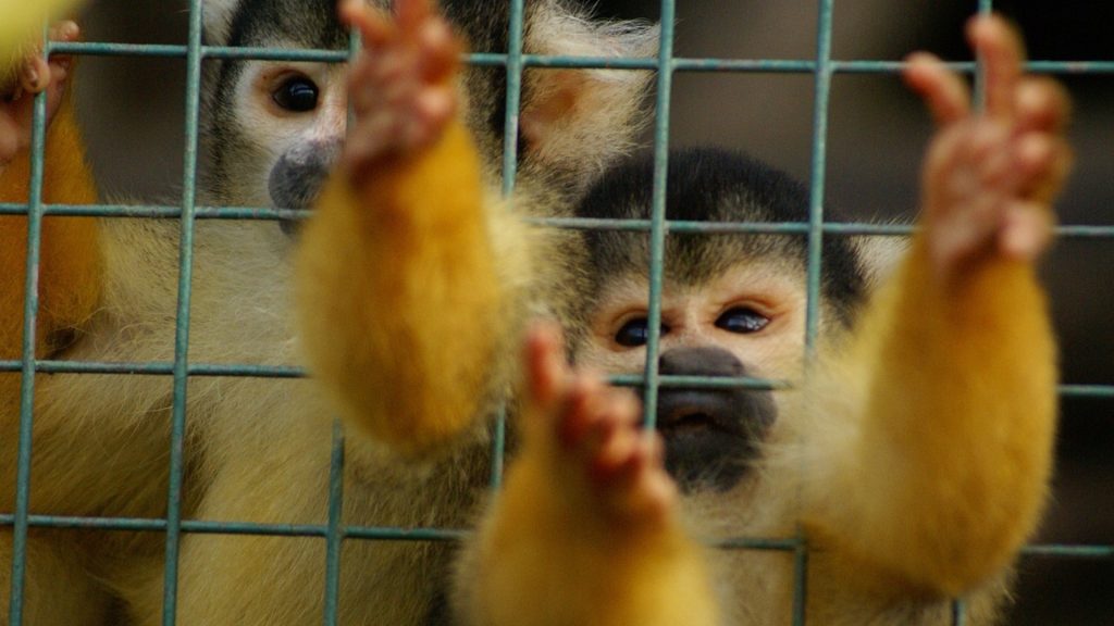 Two squirrel monkeys desperately clinging to the bars of a cage