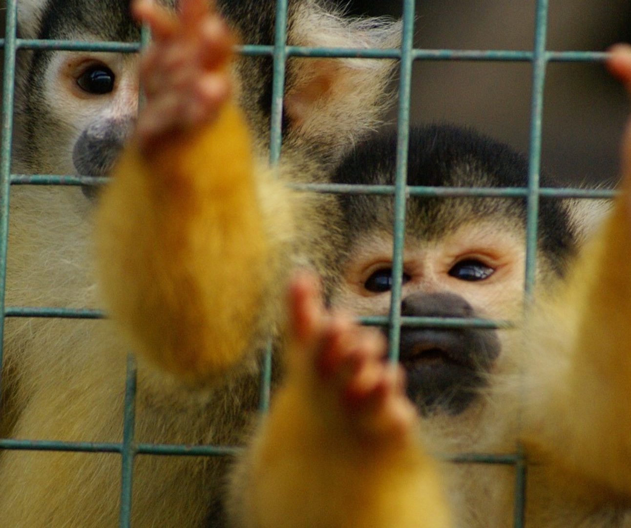 Two spider monkeys desperately clinging to the bars of a cage
