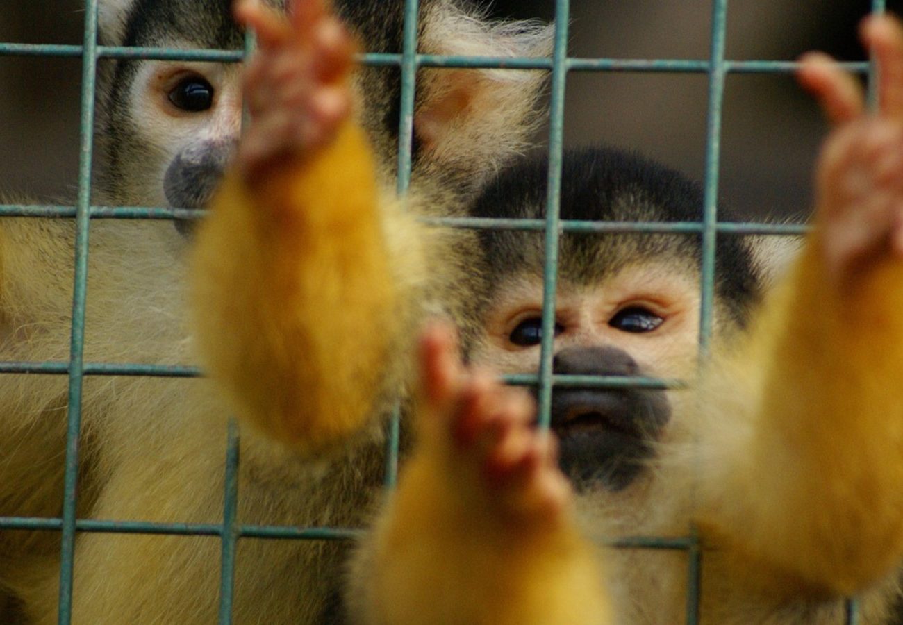 Two spider monkeys desperately clinging to the bars of a cage