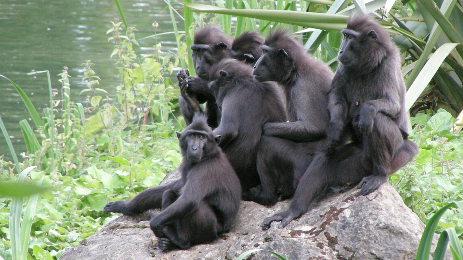 A photo of Sulawesi Crested Macaques at Dublin Zoo