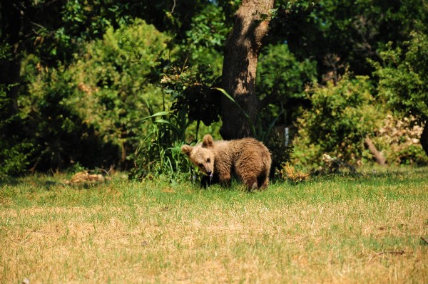 A young bear cub in a forest area