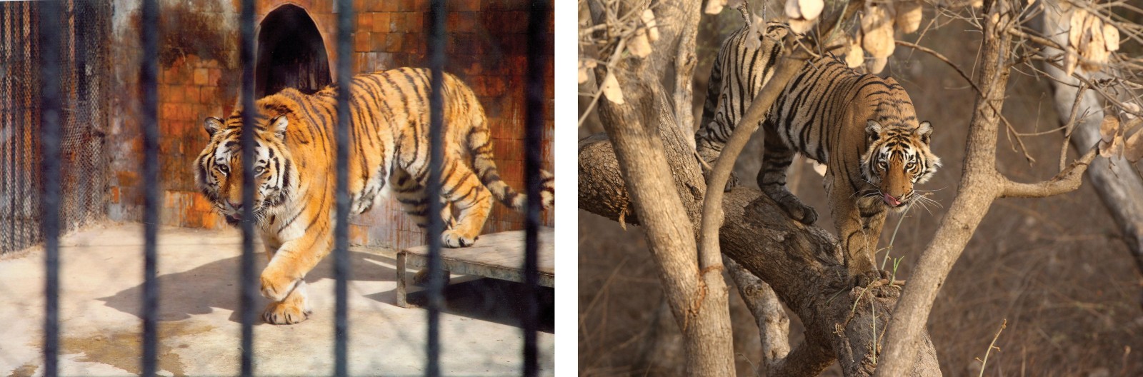 Two photographs of tigers side by side. On the left, a tiger is shown in a cage and on the right, the tiger is in the wild in a forest setting.