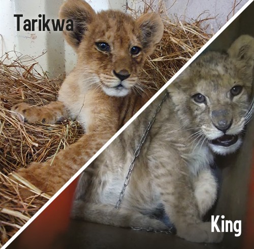 images of Tarikwa and King as cubs