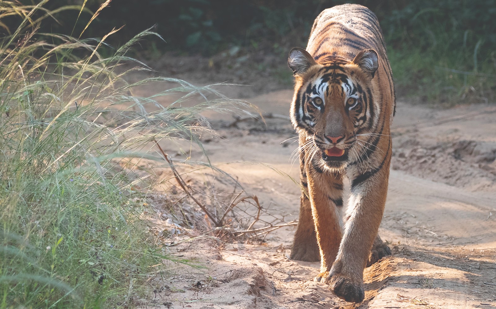 A wild tiger walking on a dusty track through the forest