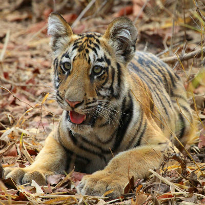 Things That Bring Back Memories - Eye of the Tiger