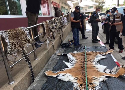 A photo of a siezure of tiger pelts and products