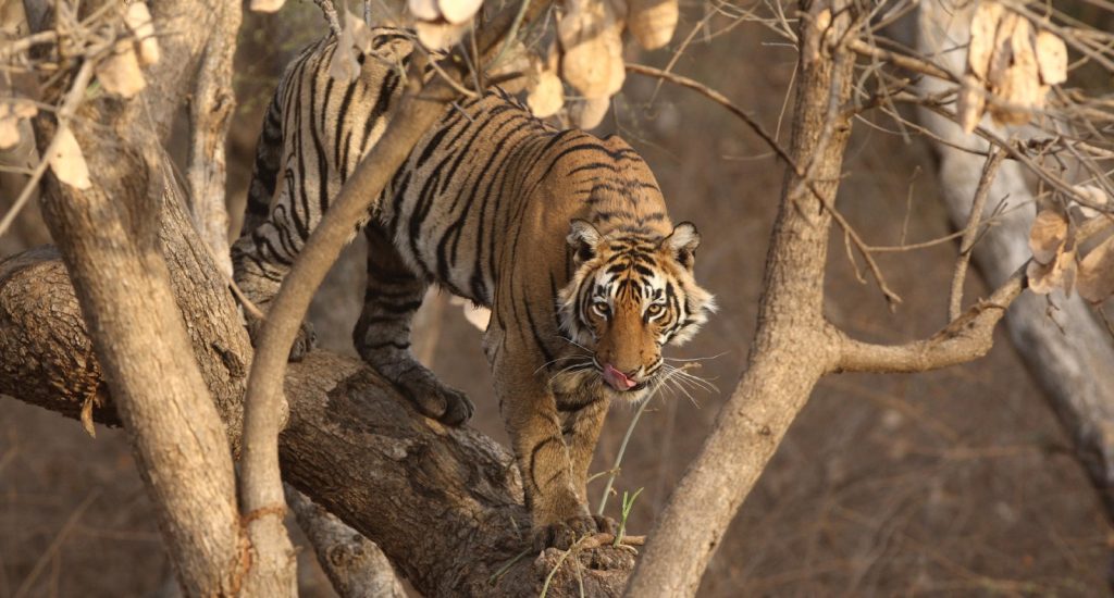 A large tiger walking along a tree branch