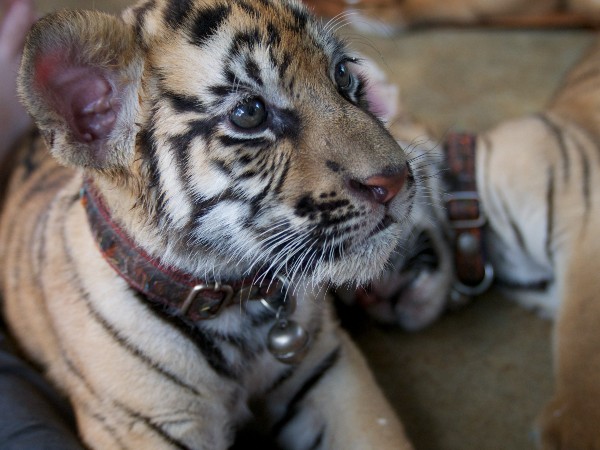 A tiger cub wearing a collar and lead is pictured on the floor of a private home.