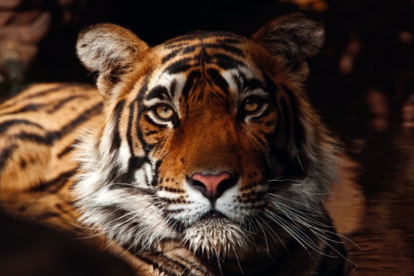 A close up image of a tiger's face, with a dark background.