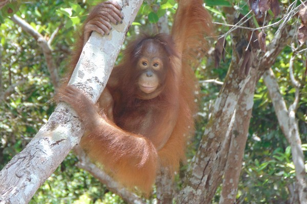 A young orangutan swinging from the branch of a tree