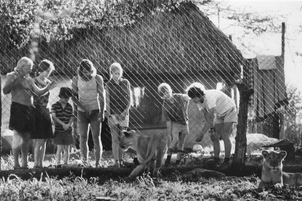 A black and white image showing a group of people including Tony Fitzjohn and George Adamson, standing alongside an enclosure of lions.