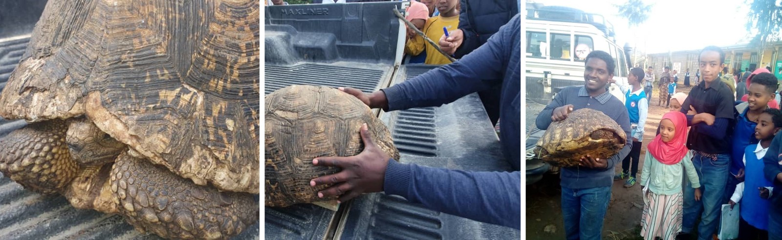 Photos of the rescued tortoise and the students who found her