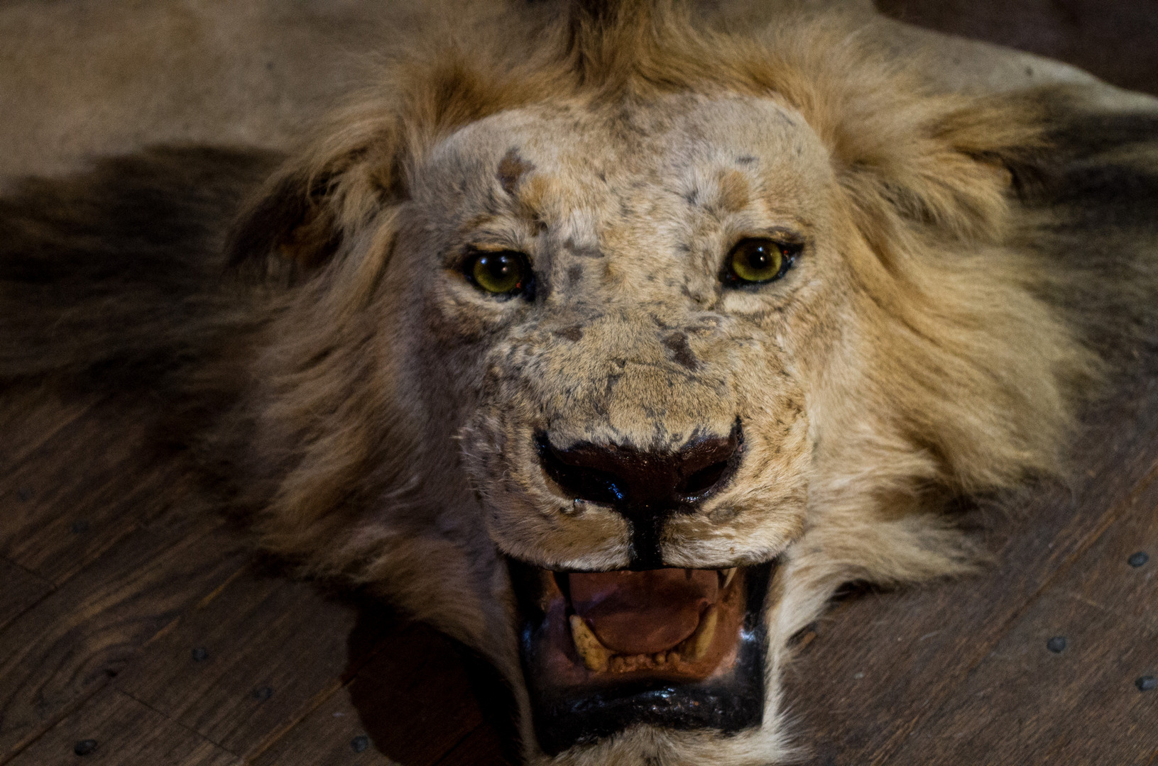 A dead lion used as a rug