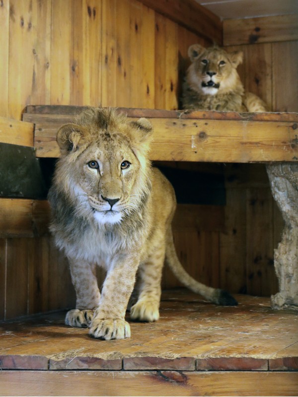 A photo of two young lions looking anxious in a temporary indoor enclosure