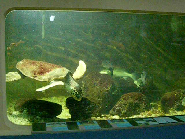 A sea turtle swimming in a small, dirty, aquarium tank