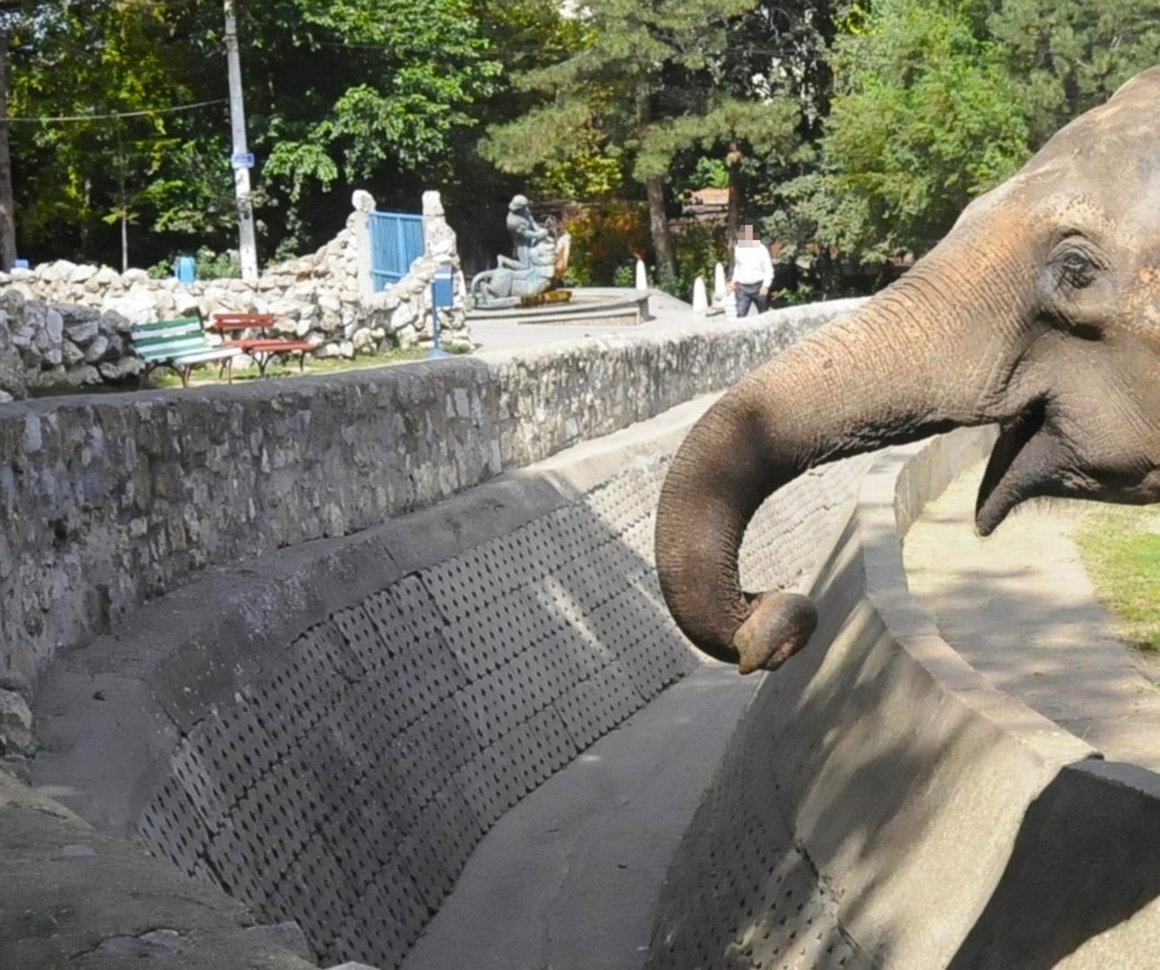 An elephant reaches out its trunk over the side of its enclosure, where people are standing